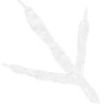 Infobox_Paw_Bird