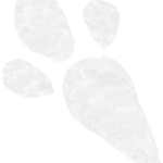 Infobox_Paw_Rabbit
